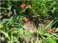 geum, blaženak -lat. geum chiloense mrs bradshaw 